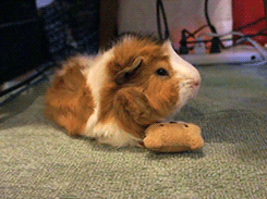 thedailyguineapig:  tootricky:  sleepy sleepy guinea pig u__u zZZ  OMG, piggy is