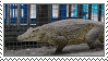 Oh shit that croc is running