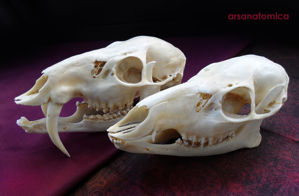 hesliterallyafiveheadeddragon:  arsanatomica:  The skull of the Chinese Water Deer