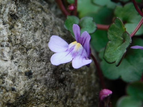 naturetakarazuka: Flowers in Sakasegawa (2)On 3 March I went to the Sakasegawa, a small river runnin