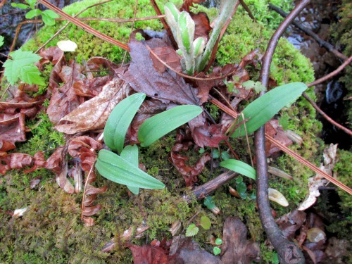 Orchids. Above: showy orchis in bloom, pink lady slipper coming into bloom, rattlesnake plantai