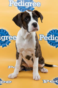 handsomedogs:  Puppy Bowl XI Starting Lineup