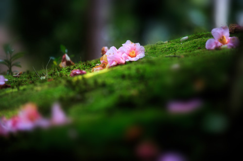 Fallen camellia at Toji-intemple, by PradoCamellia don’t loose petals one by one, they always fall b