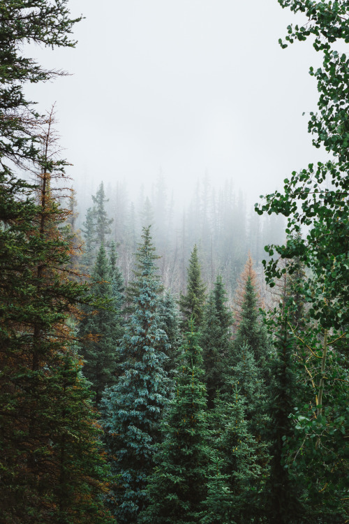 forrestmankins:  Summertime.  