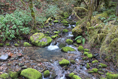 North Umpqua Trail - Mott Segment by Richard O'Neill