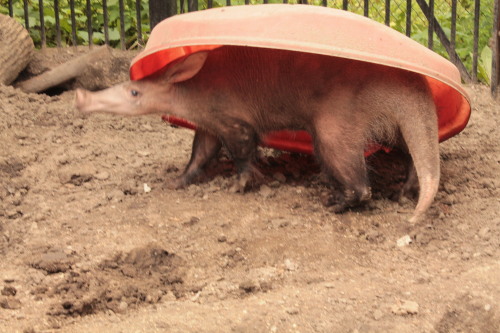 theoldestmanontmblr: This is Willy the aardvark who likes to pretend he is a turtle. The zookeepers 