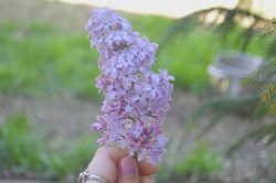 megarah-moon:   Lovely lilacs ♡  