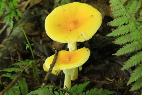 vandaliatraveler:I don’t really get excited about mushroom hunting until late in the summer, w