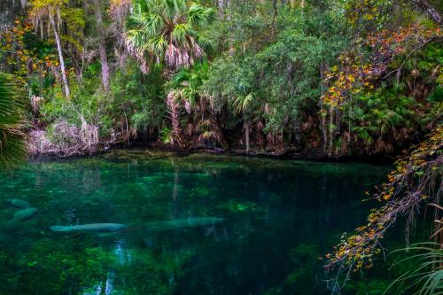 tropiqua-l:  moroccan-elephants:  ourperfectearth:  Opening of the Spring, Blue Springs, Florida [40