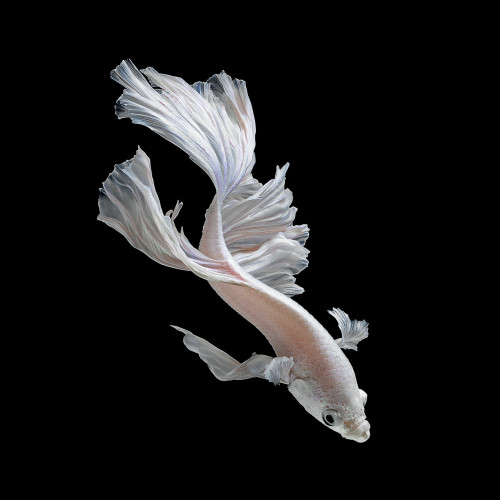 jedavu:  Stunning Portraits of Siamese Fighting Fish by Visarute Angkatavanich 