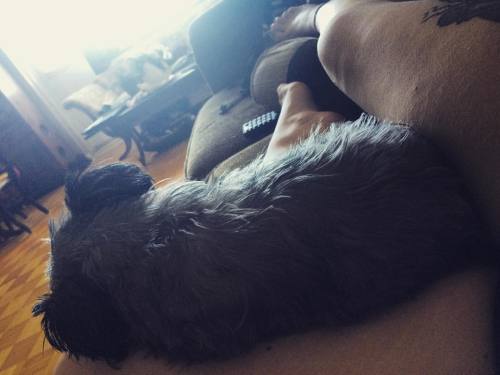 Tiny sleepy porky lil baby Pip. #piper #doggy #dogsofinstagram #sleepypuppy #cuddlebug #muhdoggay 