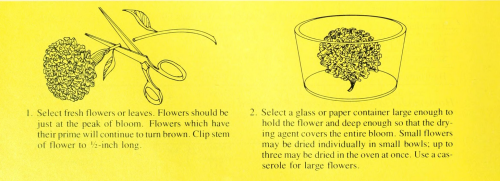 how to dry flowers from the new magic of microwave (from here)