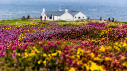 floralls:    (via Flowers at the end of the World, Land's End, England | Flickr - Photo Sharing!)   