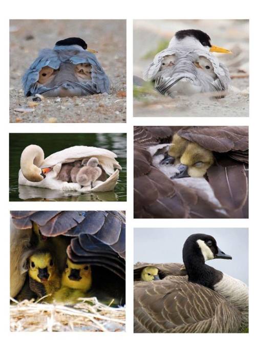 thesassyducks: My new favorite thing: Baby birbs tucked under their mom’s wings  (via) 