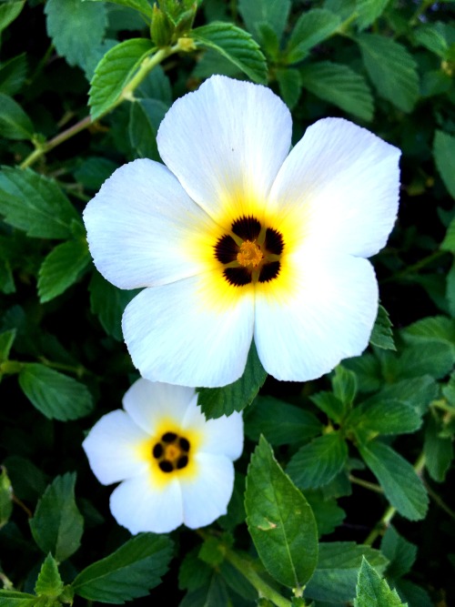 Buttercup bush (Turnera subulata)Bountiful blossoms adorn this bush, which does well in warm climate