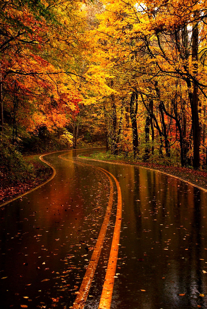 lori-rocks:  Yellow Leaf Road, Great Smoky Mountain National Park, North Carolina