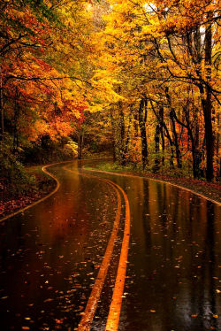 lori-rocks:  Yellow Leaf Road, Great Smoky