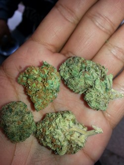 daddyrayy:  Abusive kush, OG bubba, regular