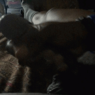 #gif #who wants to catch my cum and feel this dick stroke?