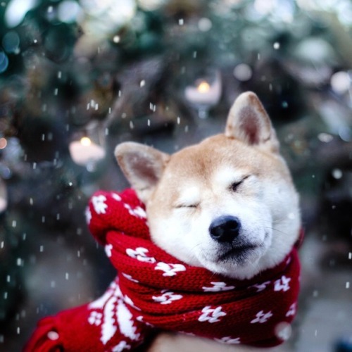 sunbvrnt:  christmas shmood