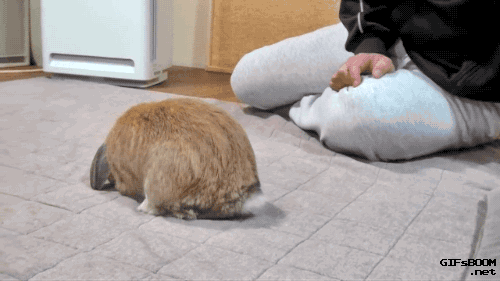bunnyfood:(via gifsboom:video)