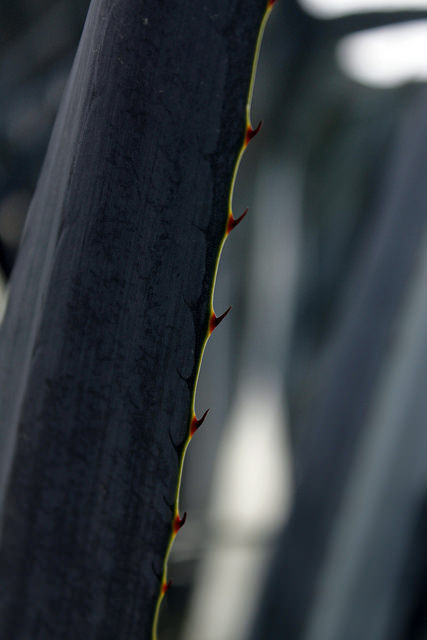 Agave Azul on Flickr.Agave Azul Tequilero.