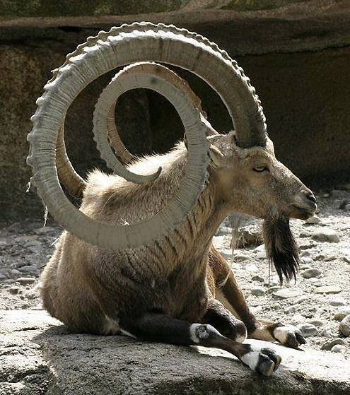 llbwwb: incredible Horns by abbas muhammad