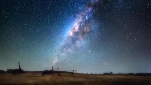 Giraffes by Serengeti starlight - photograph by Mark Gee (via BBC - Earth ) 