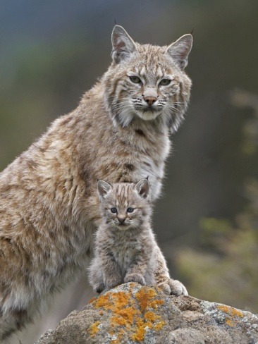 sweetanimalsftw:~~Bobcat (Lynx Rufus) Mother and Kitten by Tim Fitzharris~~