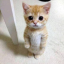 strangekittencolor