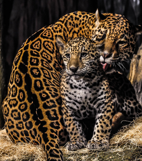 llbwwb:  Yeah, Mom, that’s the Spot! (by Eve’sNature) 