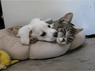 caterville:  Nommy Puppy 