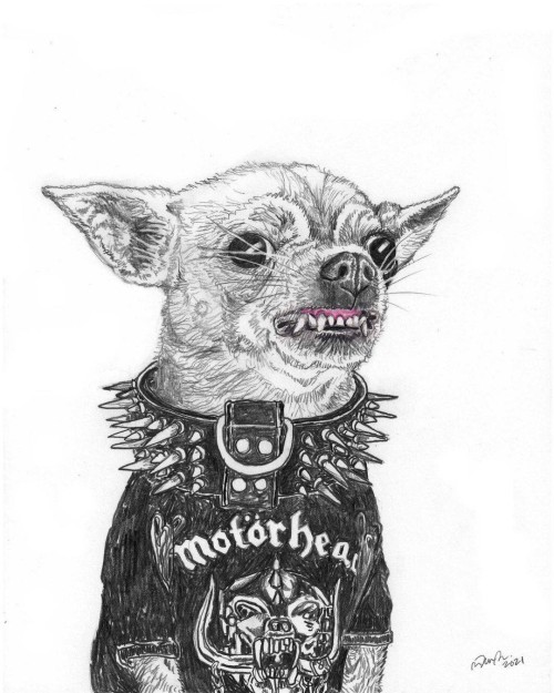 ‘Motörhead’ by John Casey (@johncaseyart)•#johncaseyart #chihuahualove #pencildrawing #