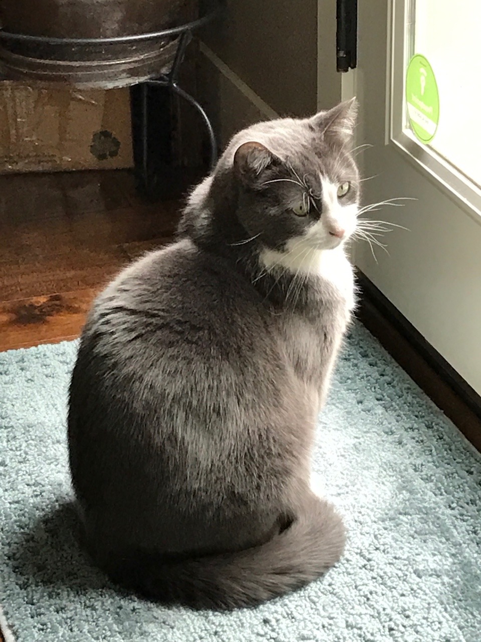 catsuggest: I showed this photo to a coworker once, and she said, “Oh, he’s so