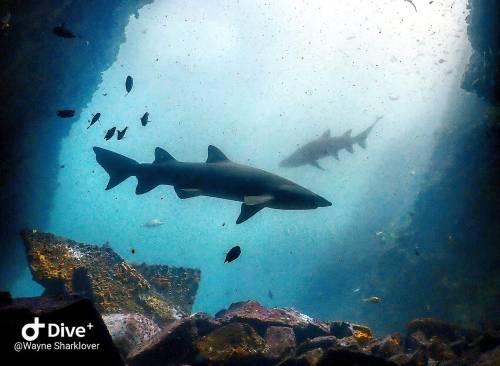 oceansoftheworld:(Photo by Wayne Sharklover)Sand tiger sharks