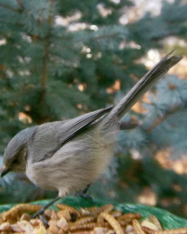 American Bushtit bird