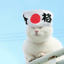 Oilait:    のせ猫 X 合格 