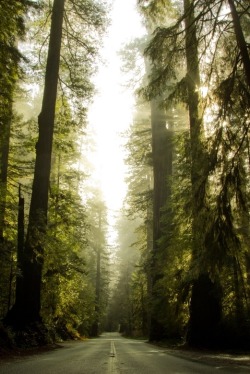 wavemotions:Lonely Redwoods | Justin Jones