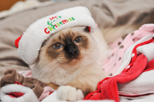 New fav Kitty. Choco the Birman (via Jonny Kim)