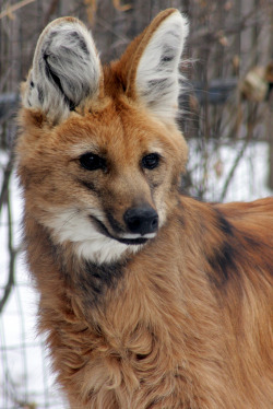 brutalgeneration:  Maned Wolf (by courageousferret)