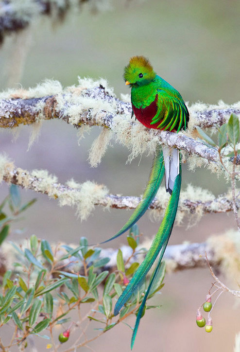 daily-meme:  The magnificent Quetzal.http://daily-meme.tumblr.com/