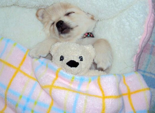 houseofwonderandchaos:  end0skeletal:  In case you’re having a bad day…here are some puppies sleeping with stuffed animals. (Credit: 1, 2, 3, 4, 5, 6, 7, 8, 9, 10. A note on the first puppy: At 5-½ weeks old, Daisy was mauled by a larger dog.