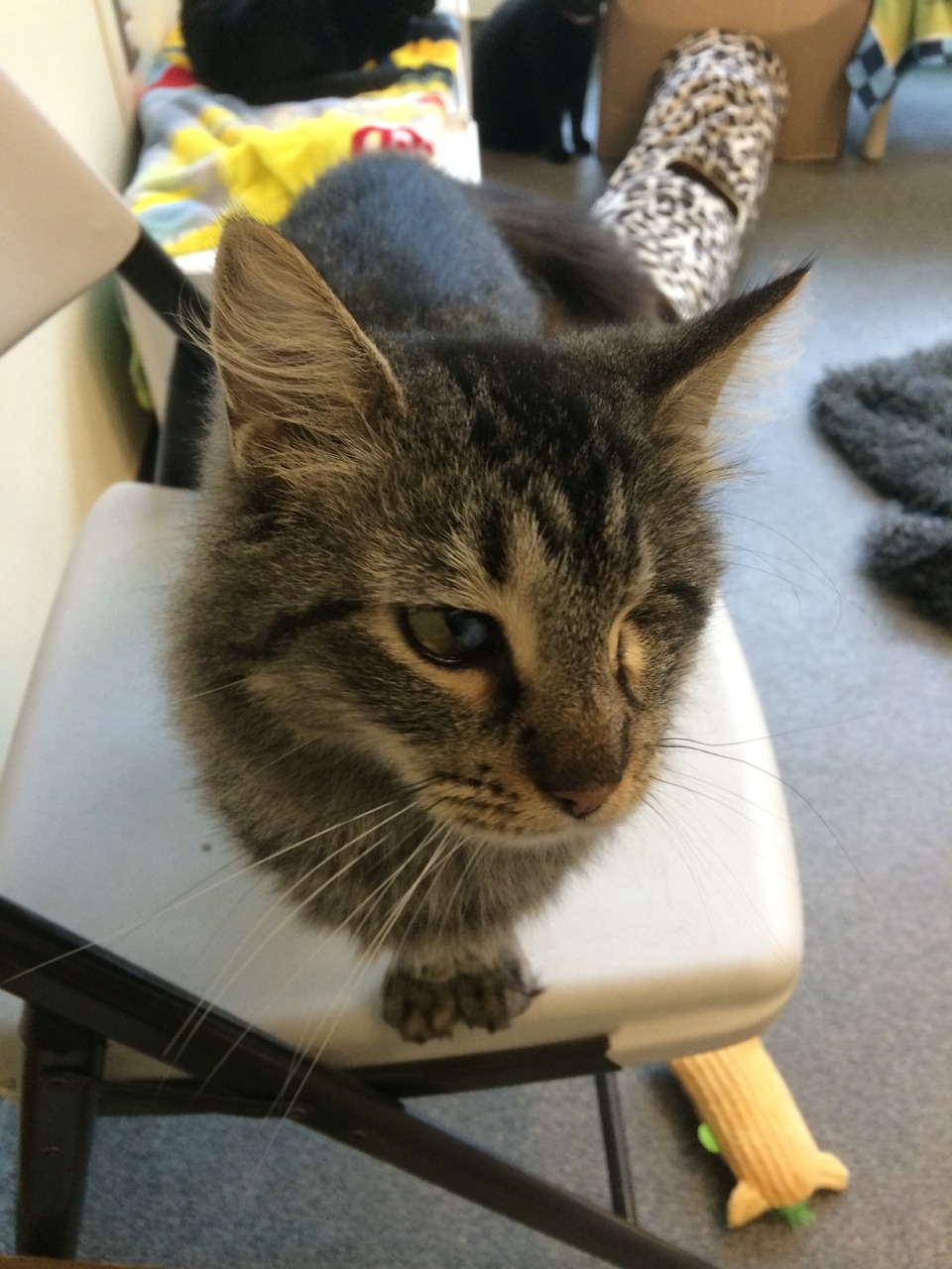 giant-manta-ray:  Reyna only has one eye, but i swear she’s the prettiest cat ever