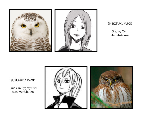 pophist:fukurodani + the owls they’re based on im sure its common knowledge now that furu