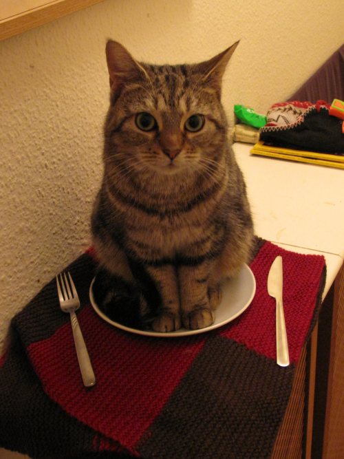 awwww-cute:  Dinner is served
