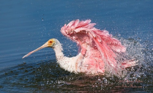 Porn kohalmitamas:  Fluffy Pink Bubble Bath by photos