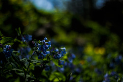 garettphotography:  Among the Silent Flowers