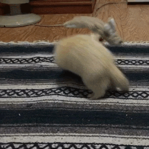 Porn photo cannonball-the-ferret:  When people ask me