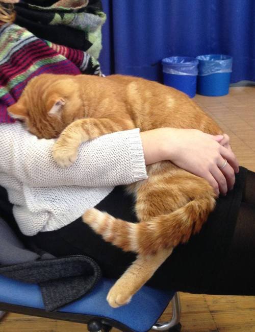 catsbeaversandducks: Cat Comes to University Every Day So She Can Rescue Students with Cuddles For years, the University of Augsburg in Bavaria, southern Germany, has played host to a very special visitor: a little ginger cat whose only mission is to