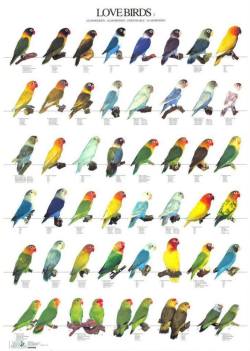 Lots And Lots Of Birds